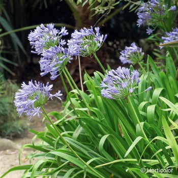 AGAPANTHUS Purple cloud
