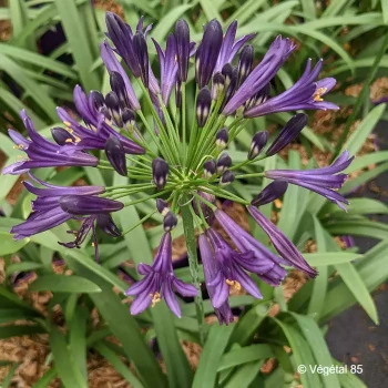 AGAPANTHUS Pitchoune violet