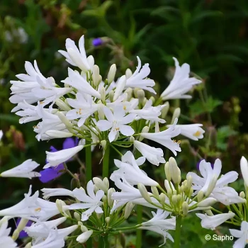 AGAPANTHUS Pitchoune white