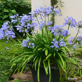 AGAPANTHUS Pitchoune