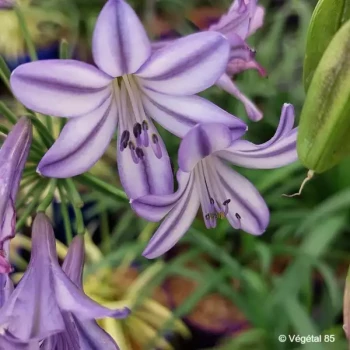 AGAPANTHUS Poppin star