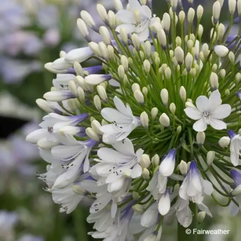 AGAPANTHUS Queen mum