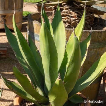 AGAVE salmiana