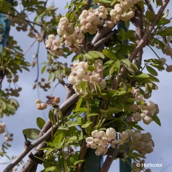 AKEBIA quinata Cream form