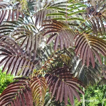 ALBIZIA julibrissin Eveys pride