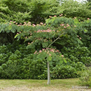 ALBIZIA julibrissin Ombrella