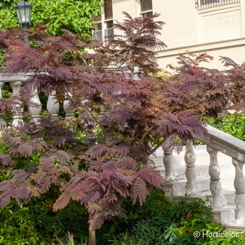 ALBIZIA julibrissin Summer chocolate