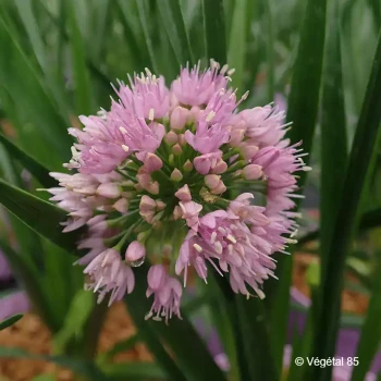 ALLIUM Millenium