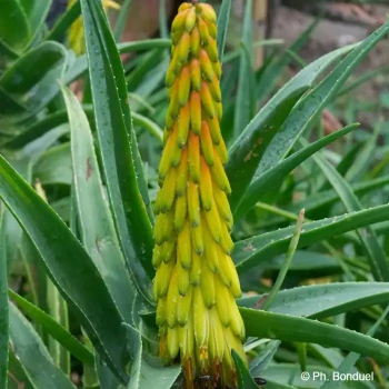 ALOE striatula