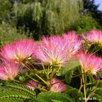 ALBIZIA Tropical dream