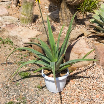 ALOE vera