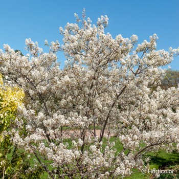 AMELANCHIER lamarckii