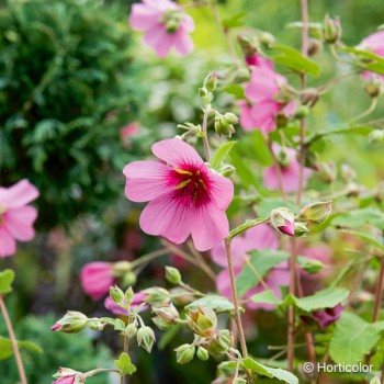 ANISODONTEA capensis El rayo