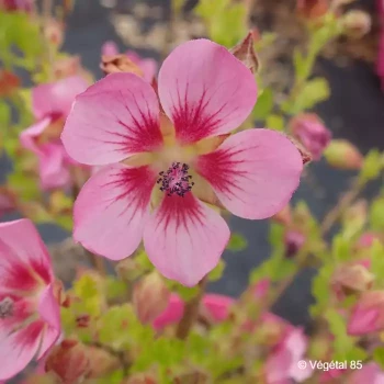 ANISODONTEA capensis Lady in pink