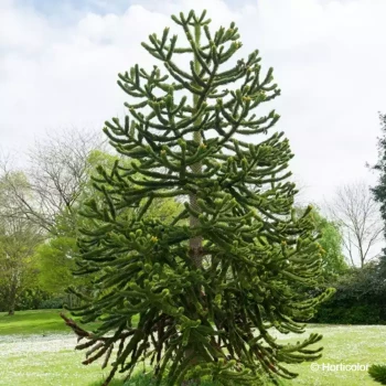 ARAUCARIA araucana