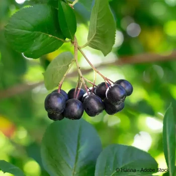 ARONIA arbutifolia Brilliant