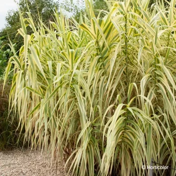 ARUNDO donax Aureovariegata