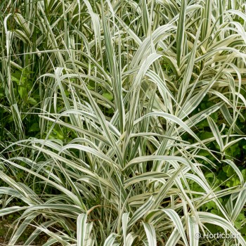 ARUNDO donax Ely