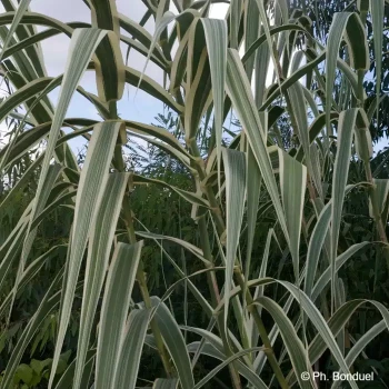 ARUNDO donax Variegata