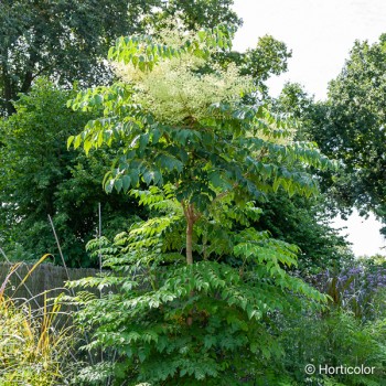 ARALIA elata