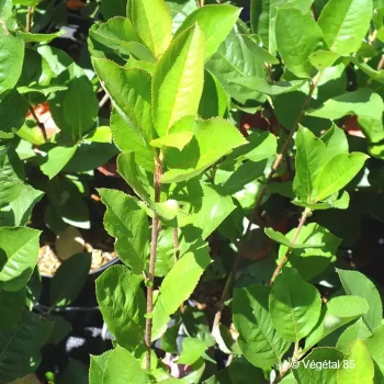 ARONIA mitschurini Amit