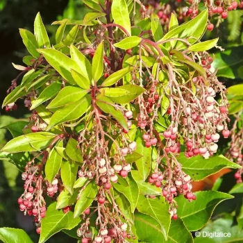 ARBUTUS x reyorum Marina