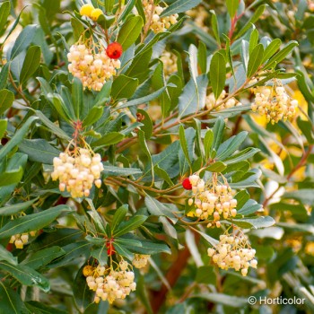 ARBUTUS unedo Compacta