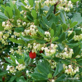 ARBUTUS unedo