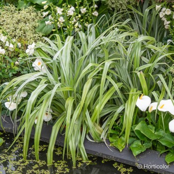 ASTELIA chathamica Silver shadow