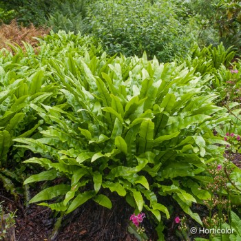 ASPLENIUM (PHYLLITIS) scolopendrifolium