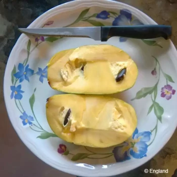 ASIMINA triloba Kentucky champion®