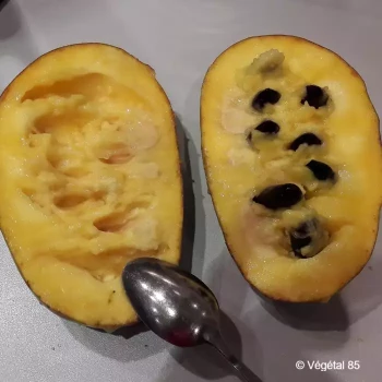 ASIMINA triloba Mango