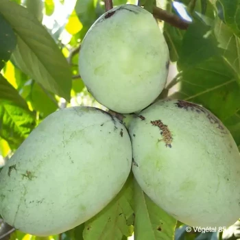 ASIMINA triloba Potomac peterson pawpaw(r)
