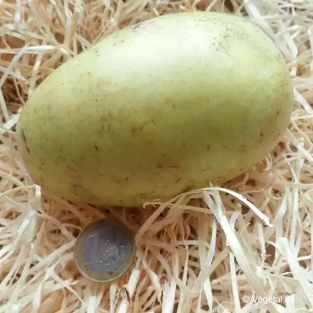 ASIMINA triloba Prima  (autofertile)