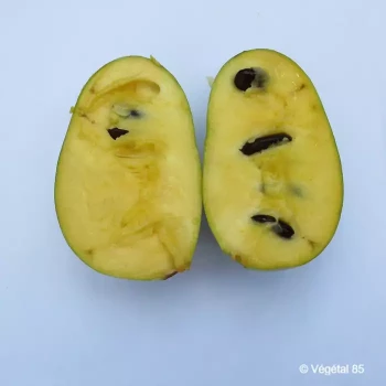 ASIMINA triloba Rappahanoc peterson pawpaw(r)