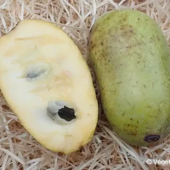 ASIMINA triloba De semis