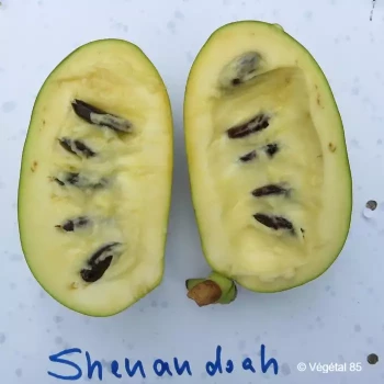 ASIMINA triloba Shenandoah peterson pawpaw(r)