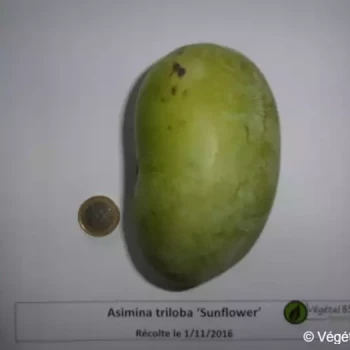 ASIMINA triloba Sunflower (autofertile)