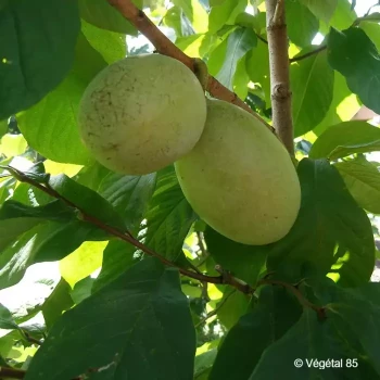 ASIMINA triloba Susquehanna peterson pawpaw(r)