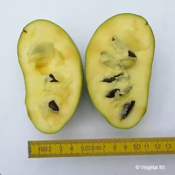 ASIMINA triloba Wabash peterson pawpaw(r)