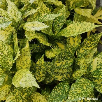 AUCUBA japonica Crotonifolia