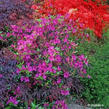 AZALEA japonica Blue danube