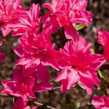 AZALEA japonica Rosa king