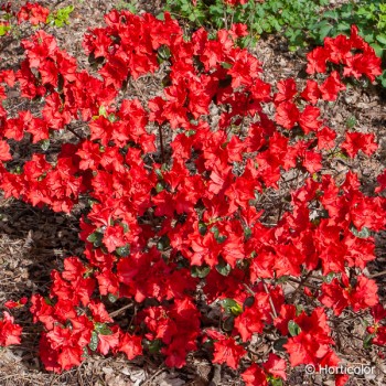 AZALEA japonica Santa maria