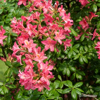 AZALEA mollis Jolie madame