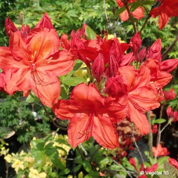 AZALEA mollis Saturnus