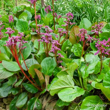 BERGENIA cordifolia