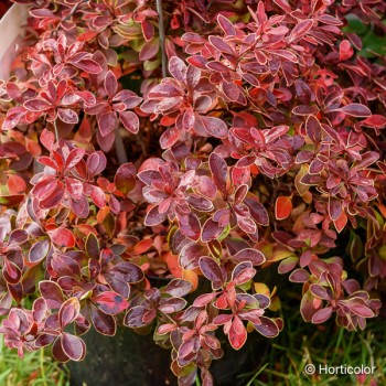 BERBERIS thunbergii Admiration