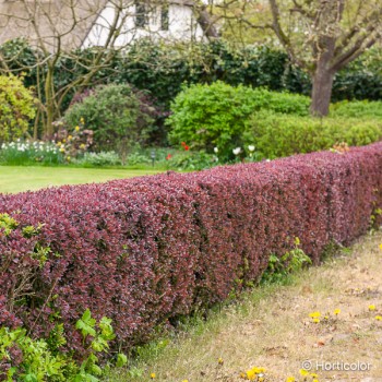 BERBERIS thunbergii Atropurpurea nana