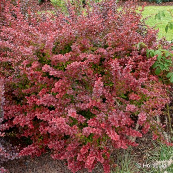 BERBERIS thunbergii Atropurpurea